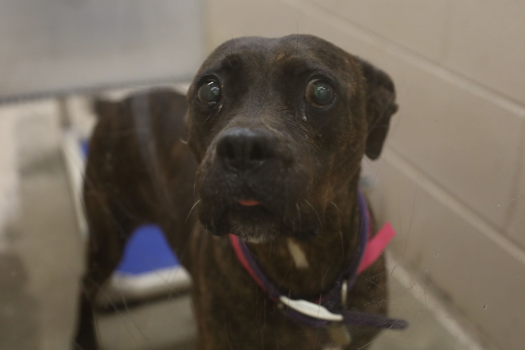 Lee County Humane Society pets for adoption